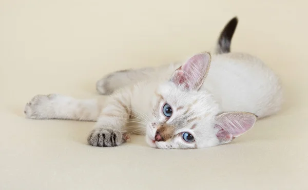 Thaise kitten. — Stockfoto