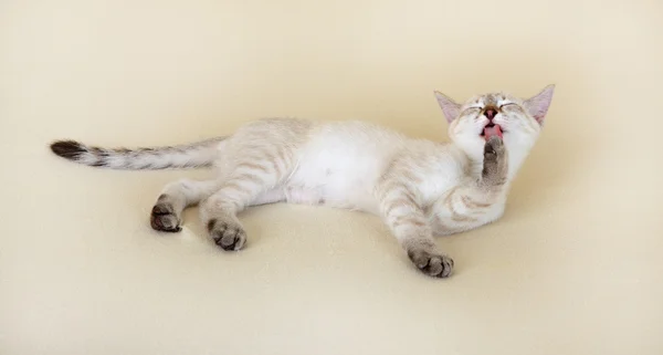 Tajski kotek myje. — Zdjęcie stockowe