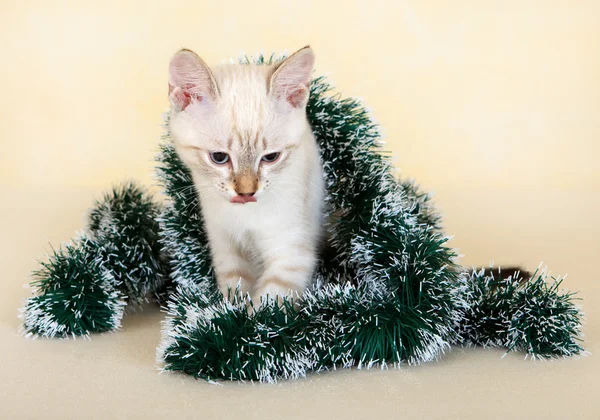 Thaise katje in Kerstmis klatergoud. — Stockfoto