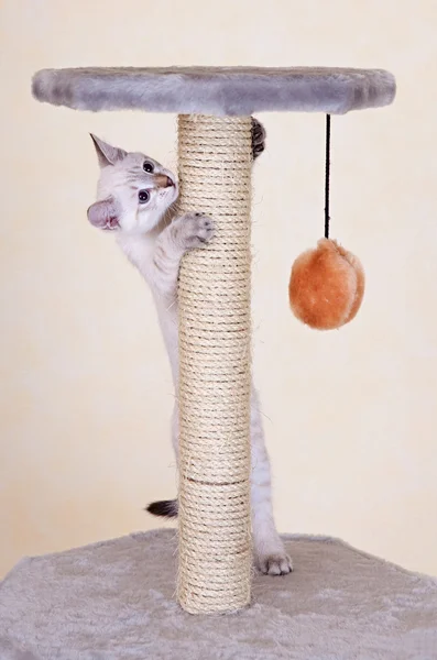 Περίεργος γατάκι παίζει — Φωτογραφία Αρχείου