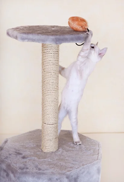 Nieuwsgierig kitten spelen — Stockfoto
