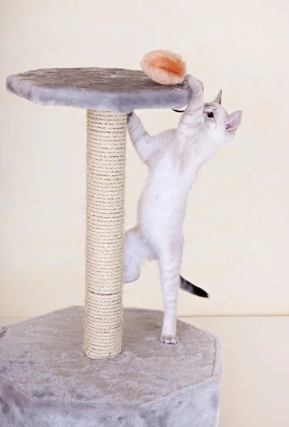 Любопытный котенок играет — стоковое фото