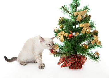 yavru kedi ve yapay Noel ağacı.