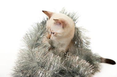 Noel tinsel de Tay kedi.