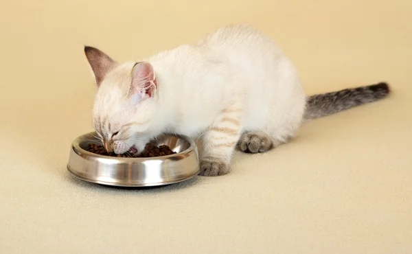 stock image Kitten is eating dry food.