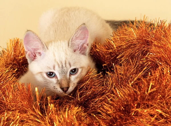Thajské kotě v vánoční pozlátko. — Stock fotografie