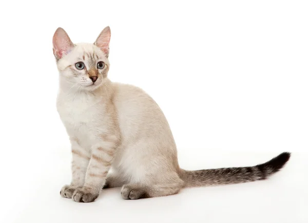 Тайский котёнок . — стоковое фото