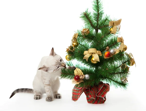 Kotě a umělý vánoční stromek. — Stock fotografie