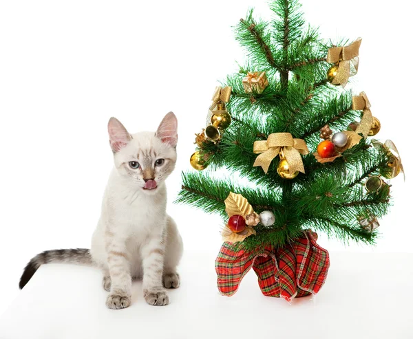 Gatito y árbol de Navidad artificial . — Foto de Stock