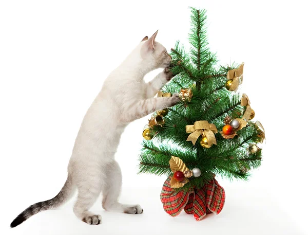Yavru kedi ve yapay Noel ağacı. — Stok fotoğraf