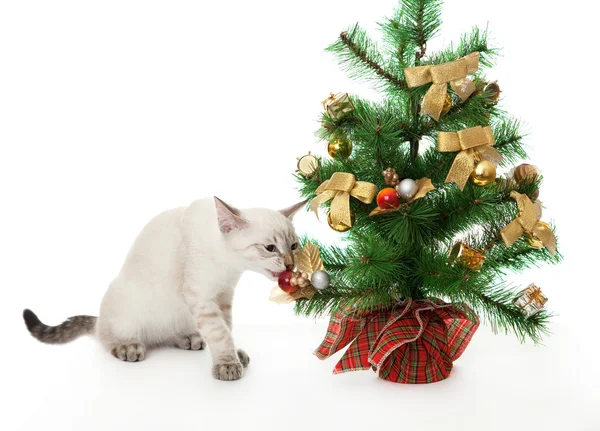 Kattunge och konstgjord julgran. — Stockfoto