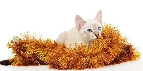 Thai kitten in Christmas tinsel. — Stock Photo, Image