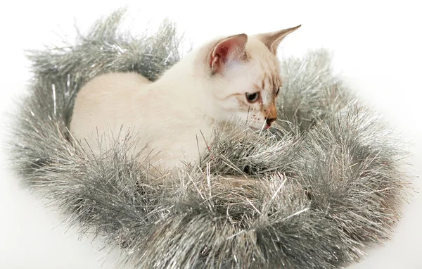 Тайский котёнок в рождественской мишуре . — стоковое фото