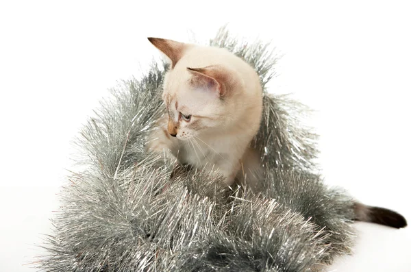 Thai kitten in Christmas tinsel. — Stock Photo, Image