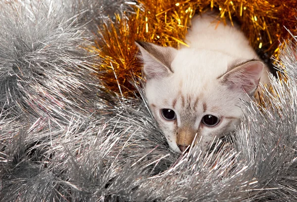 Thai kitten in weihnachtlichem Lametta. — Stockfoto