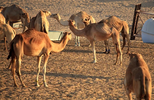 Herd of Arabian camel — Stock Photo, Image