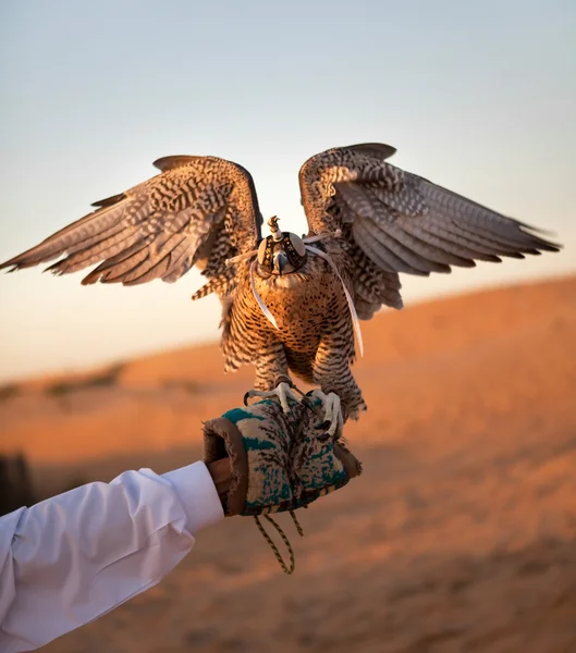 Hunting falcon — Stock Photo, Image