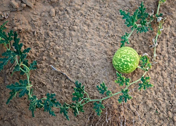 在沙漠里的野生西瓜. — 图库照片