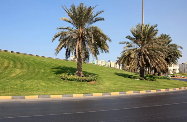 Zielony trawnik z palmami. — Zdjęcie stockowe