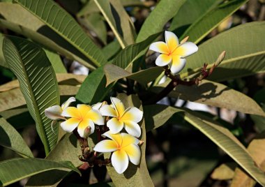 Plumeria.