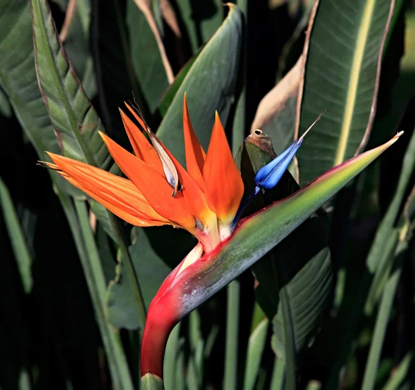 Sterli Çya Viktorya Egzotik Bitki Sıcak Iklimlerde Yetişir — Stok fotoğraf