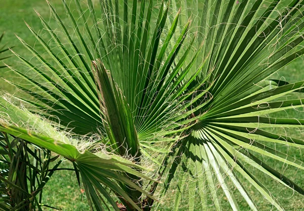 Washingtonia Filifera Exotische Pflanze Wächst Warmen Klimazonen — Stockfoto