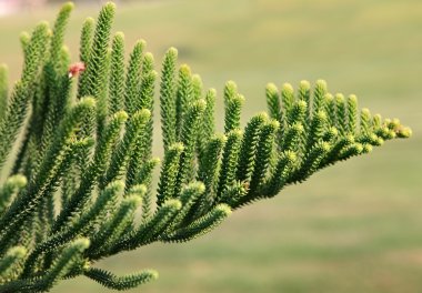 Araucaria excelsa.