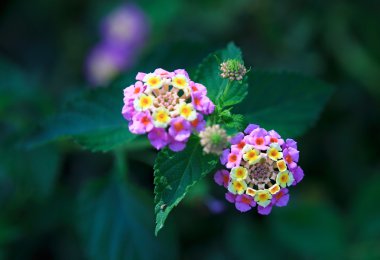 Lantana camara. clipart