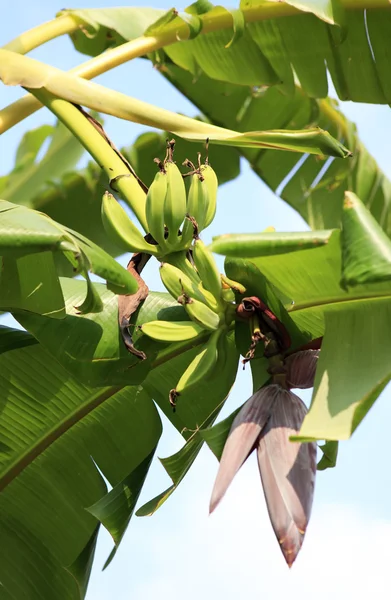 Branche d'une banane — Photo