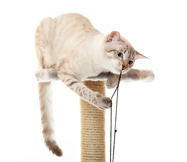 Кот играет с веревкой . — стоковое фото