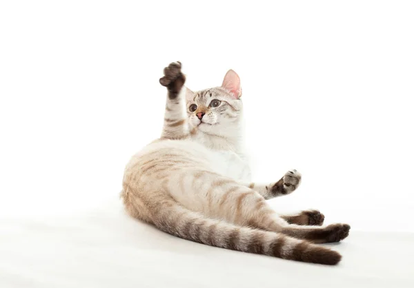 Legrační kočka. — Stock fotografie