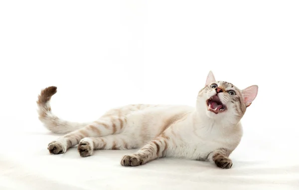 Кот с открытым ртом. — стоковое фото