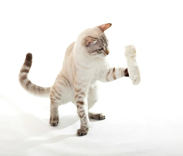 Katze spielt mit Hasenpfote. — Stockfoto