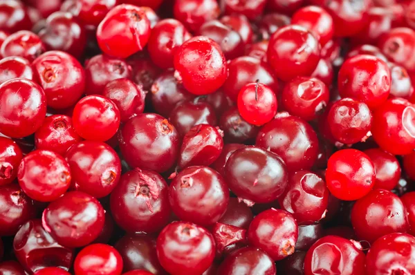 stock image red cranberries close-up with selective focus