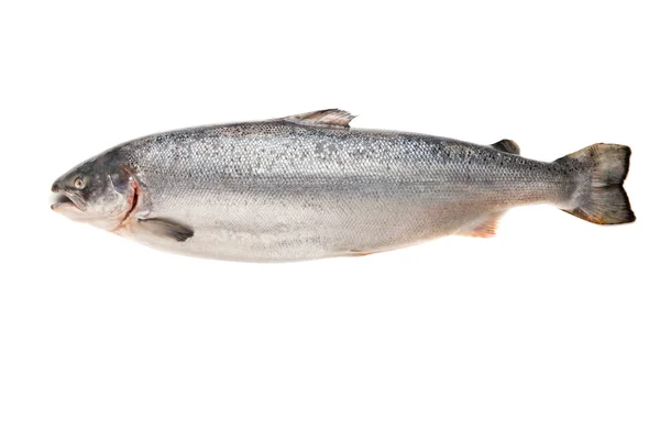 Fresh big salmon — Stock Photo, Image