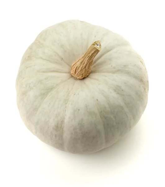 White pumpkin — Stock Photo, Image