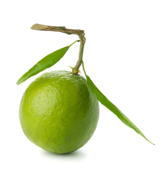 Fresh lime with green leafs — Stock Photo, Image