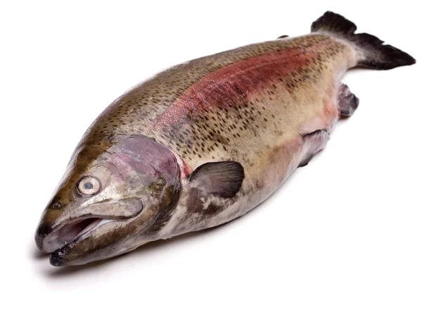 Fresh russian salmon — Stock Photo, Image