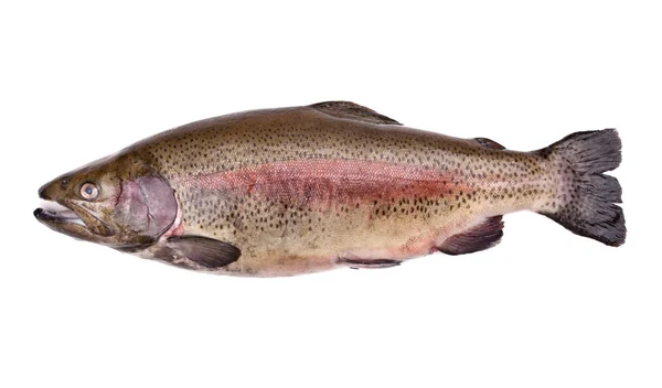 Fresh Russian Salmon Isolated White Background — Stock Photo, Image