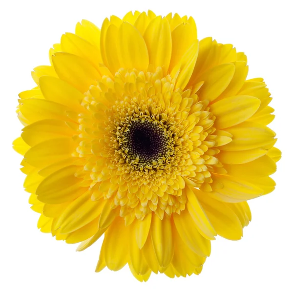 Amarelo Gerbera Flor Closeup Isolado Branco — Fotografia de Stock