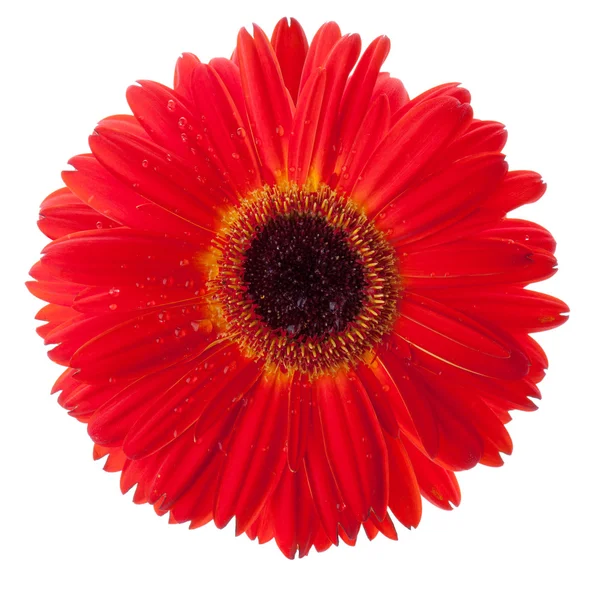 Rote Gerbera Blüte Nahaufnahme Mit Wassertropfen Isoliert Auf Weiß — Stockfoto