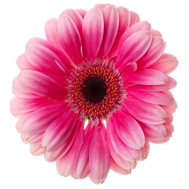 pembe gerbera çiçek portre. beyaz izole