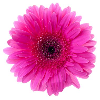 Purple gerbera flower clipart