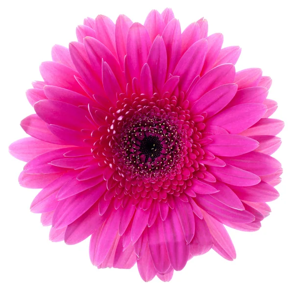 Flor de gerbera roxa — Fotografia de Stock