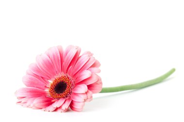 pembe gerbera çiçek. beyaz izole