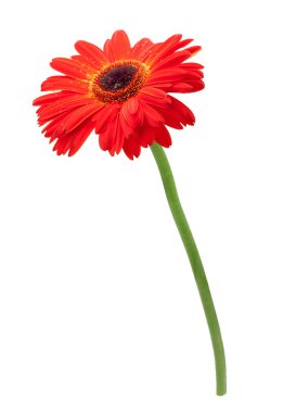 Kırmızı gerbera çiçek. Beyaz arka plan üzerinde izole