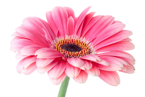 Roze gerbera bloem op stam — Stockfoto