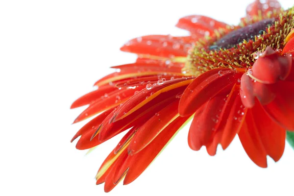 Red Gerbera Flower Water Drops Closeup Isolated White — Stock Photo, Image