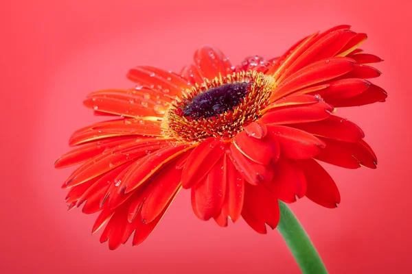 Rode bloem op rode achtergrond — Stockfoto