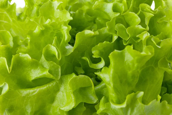 Freschezza insalata di lattuga verde — Foto Stock